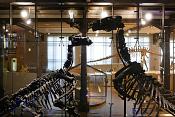 museum voor natuurwetenschappen brussel 11-2022 5497